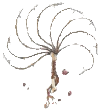 Symbole : fouet barbelé à neuf queues